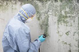 Reliable Stockdale, TX Mold Inspection Solutions